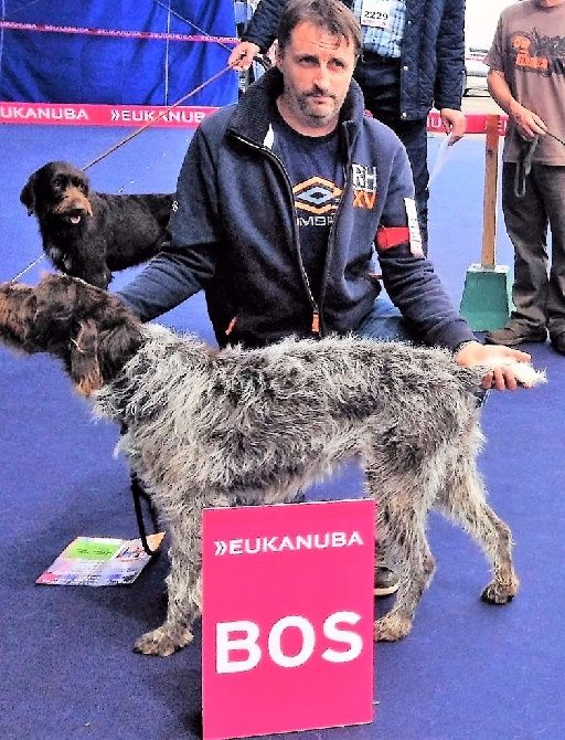 De La Vallée Celtique - Jorka Championne De France De Conformité Au Standard à Metz