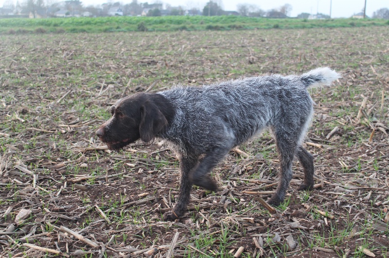 CH. Jorka des Plaines du Cambresis