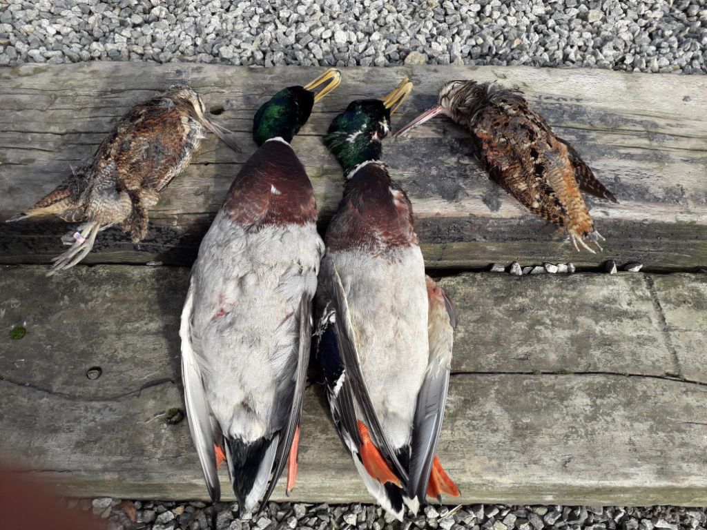 Tableau de chasse