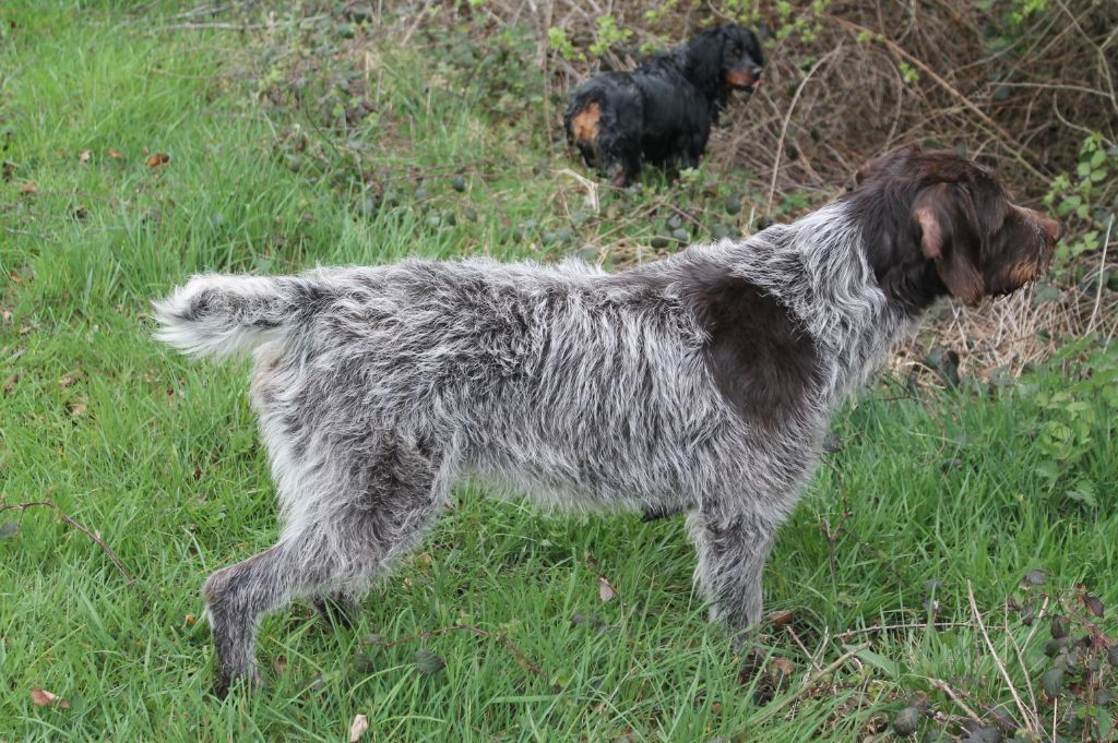 Arrêt en situation de chasse