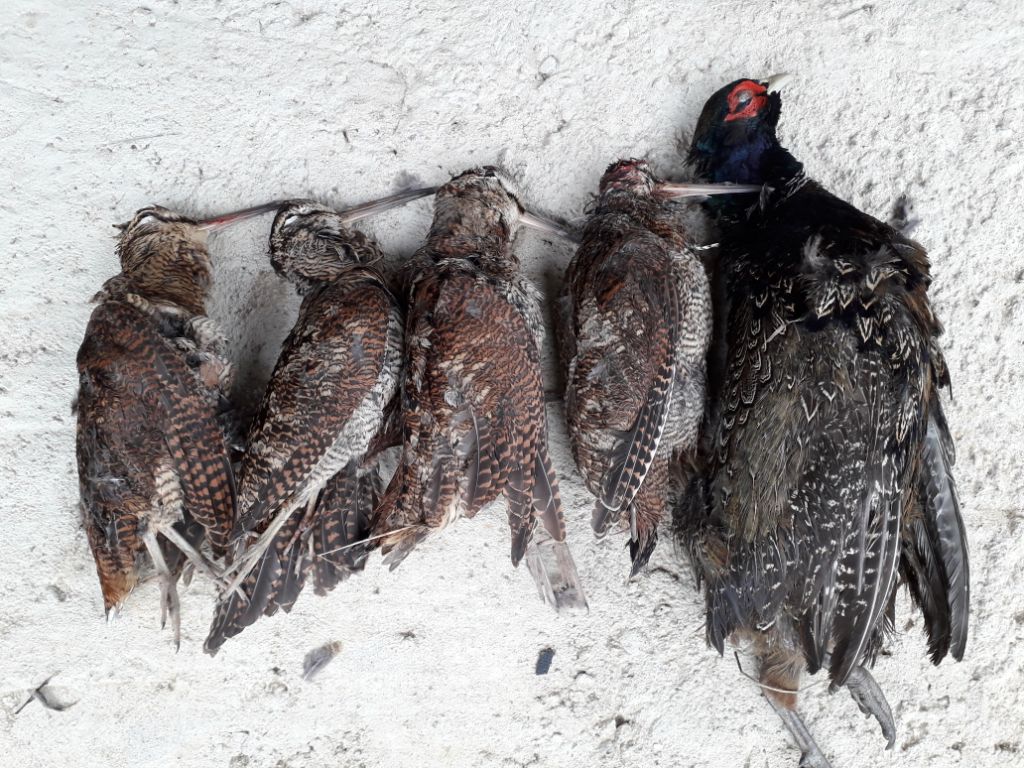 Tableau de chasse