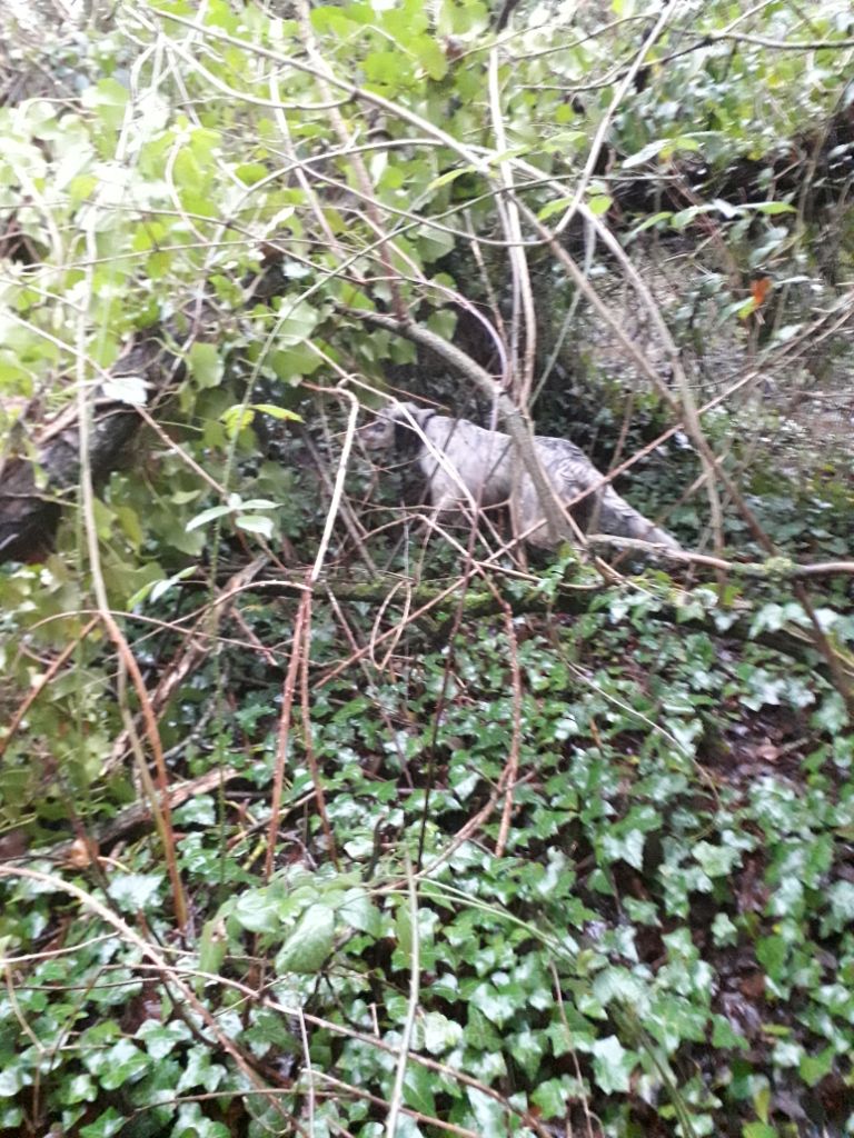 Arrêt en situation de chasse