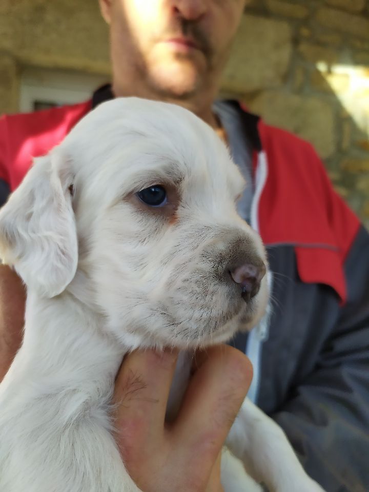 De La Vallée Celtique - Setter Anglais - Portée née le 14/10/2020