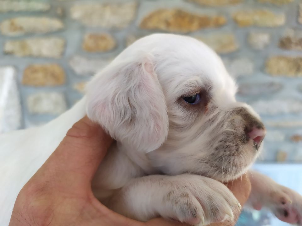 CHIOT femelle