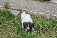 CHIOT