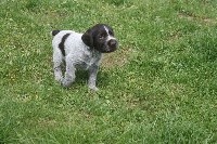 CHIOT