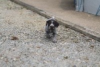 CHIOT