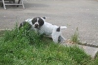 CHIOT